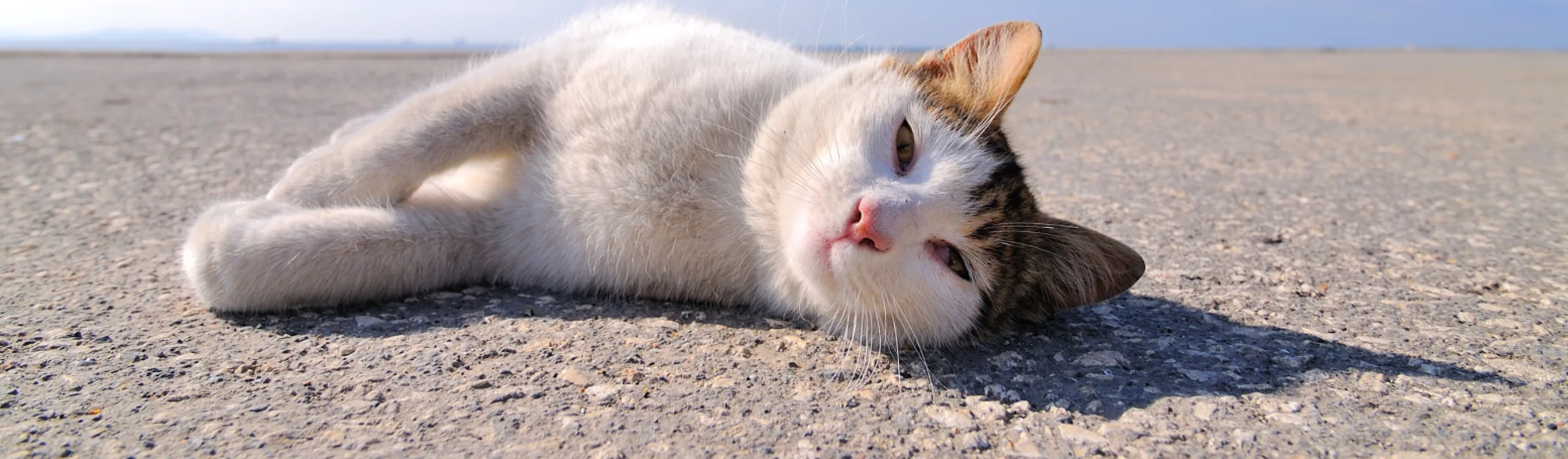 Cat on street laying down and looking at you