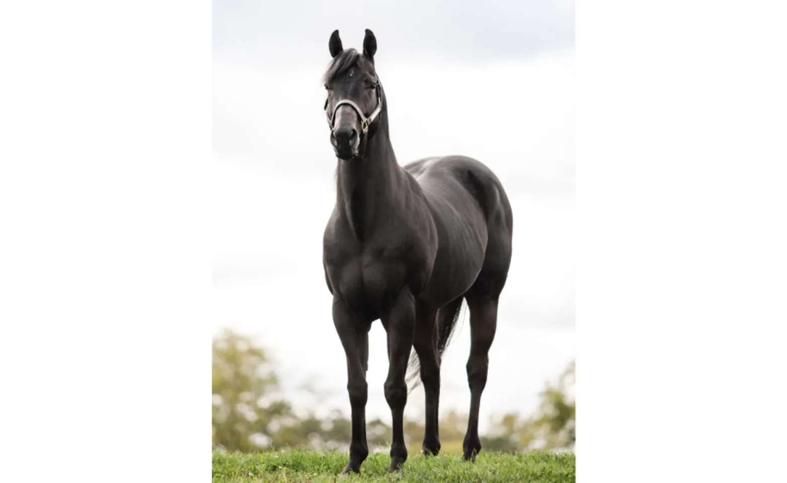 Rapid Ivory, a black horse