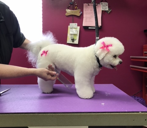 White dog with fluffy fur and pink bows.
