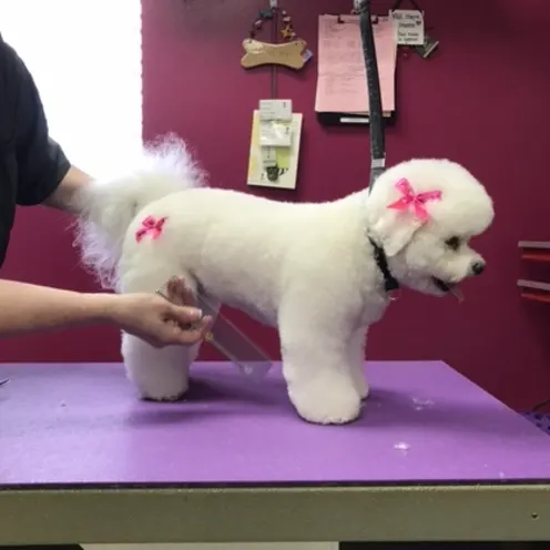 White dog with fluffy fur and pink bows.