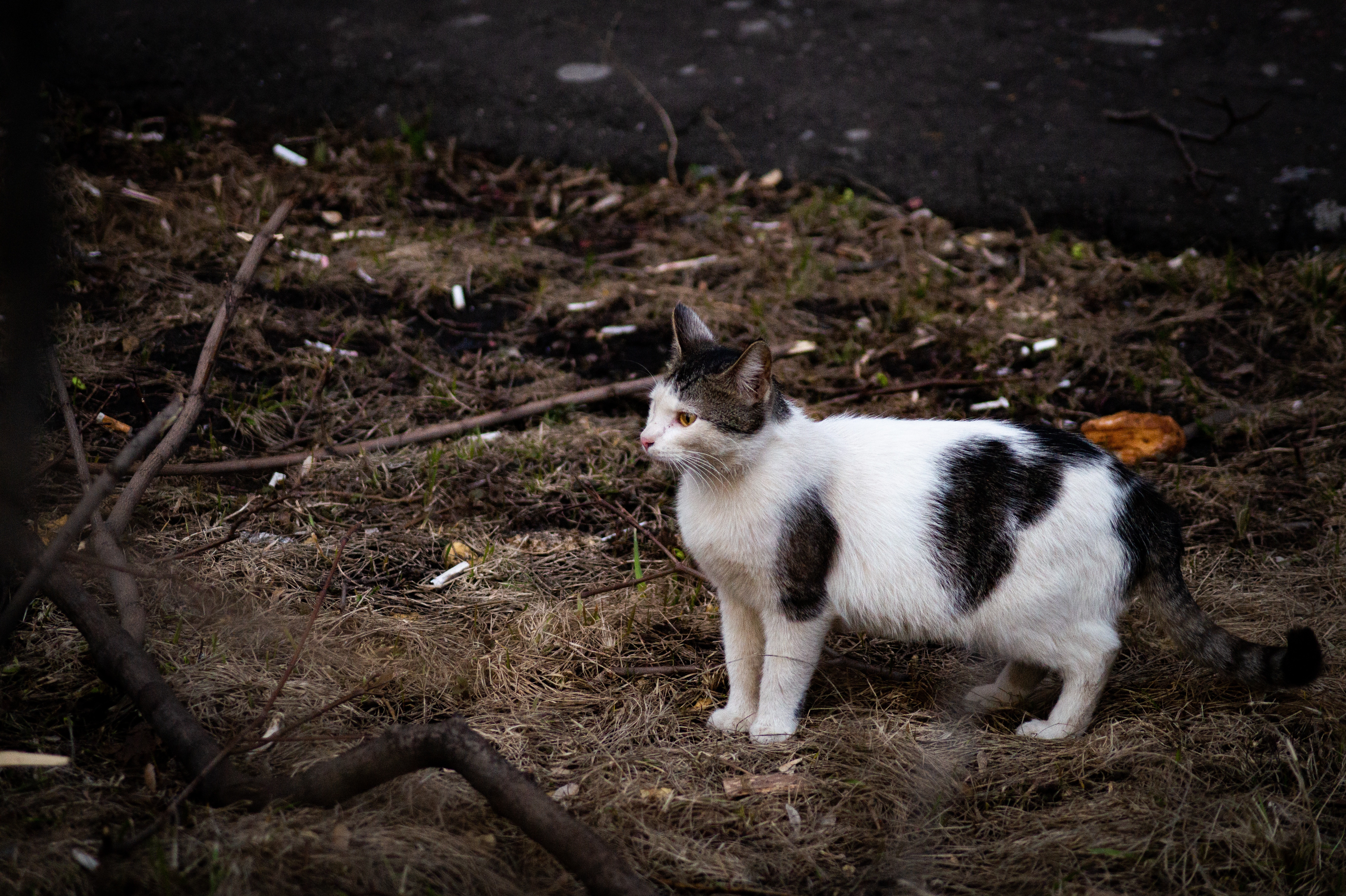 Little mixed white and black cat standing by a branch. 