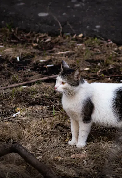 Little mixed white and black cat standing by a branch. 