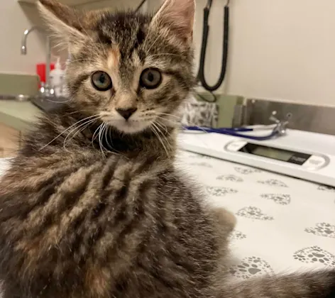 kitten on exam table kitten on exam table