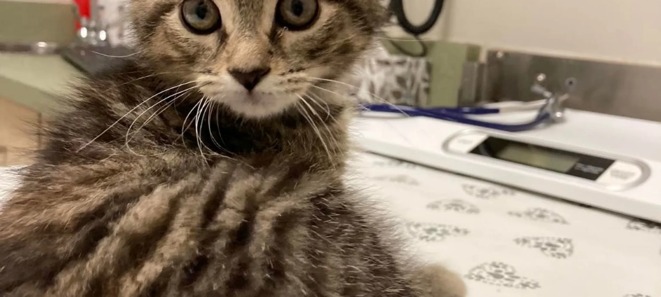 kitten on exam table kitten on exam table