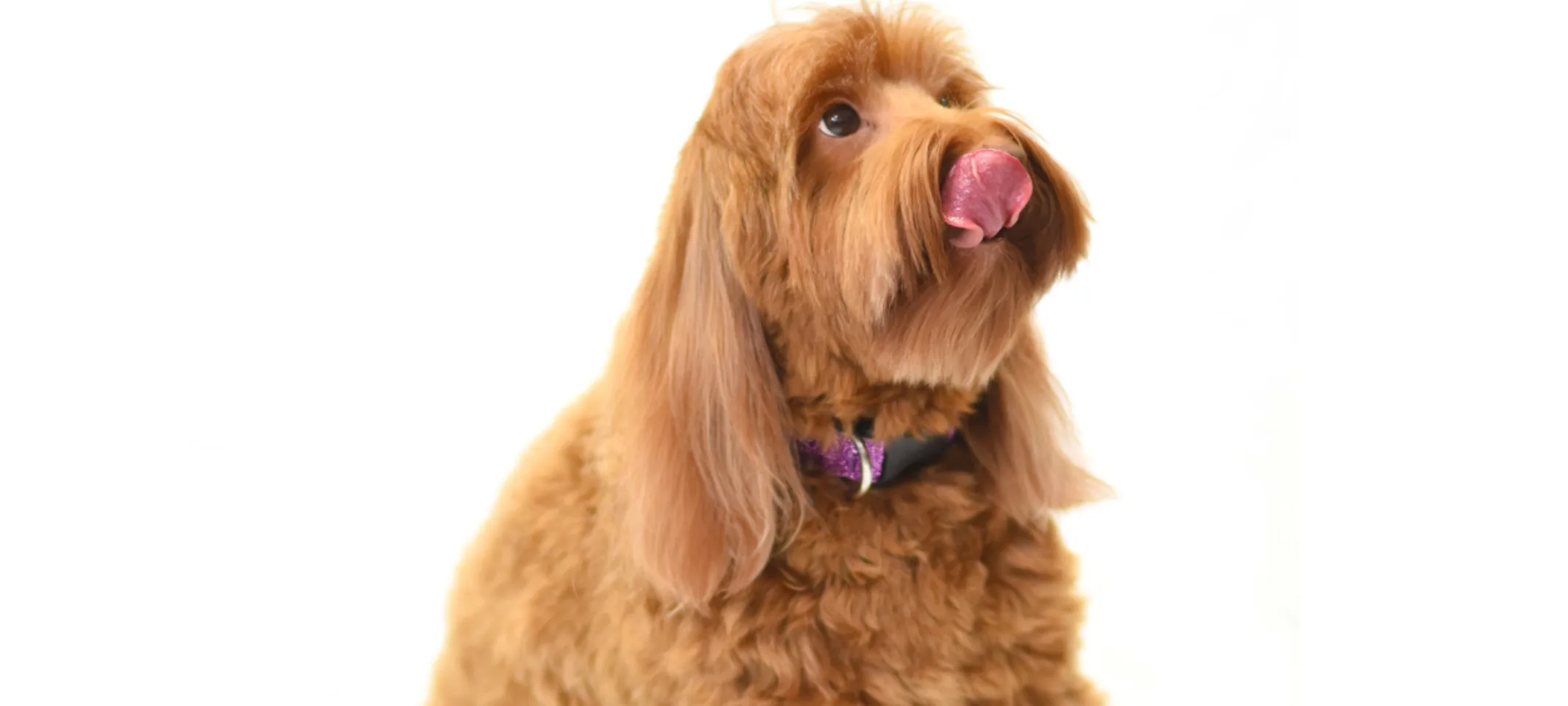 Diet & Nutrition at Animal Medical Center of Hattiesburg. Diet & Nutrition at Animal Medical Center of Hattiesburg.