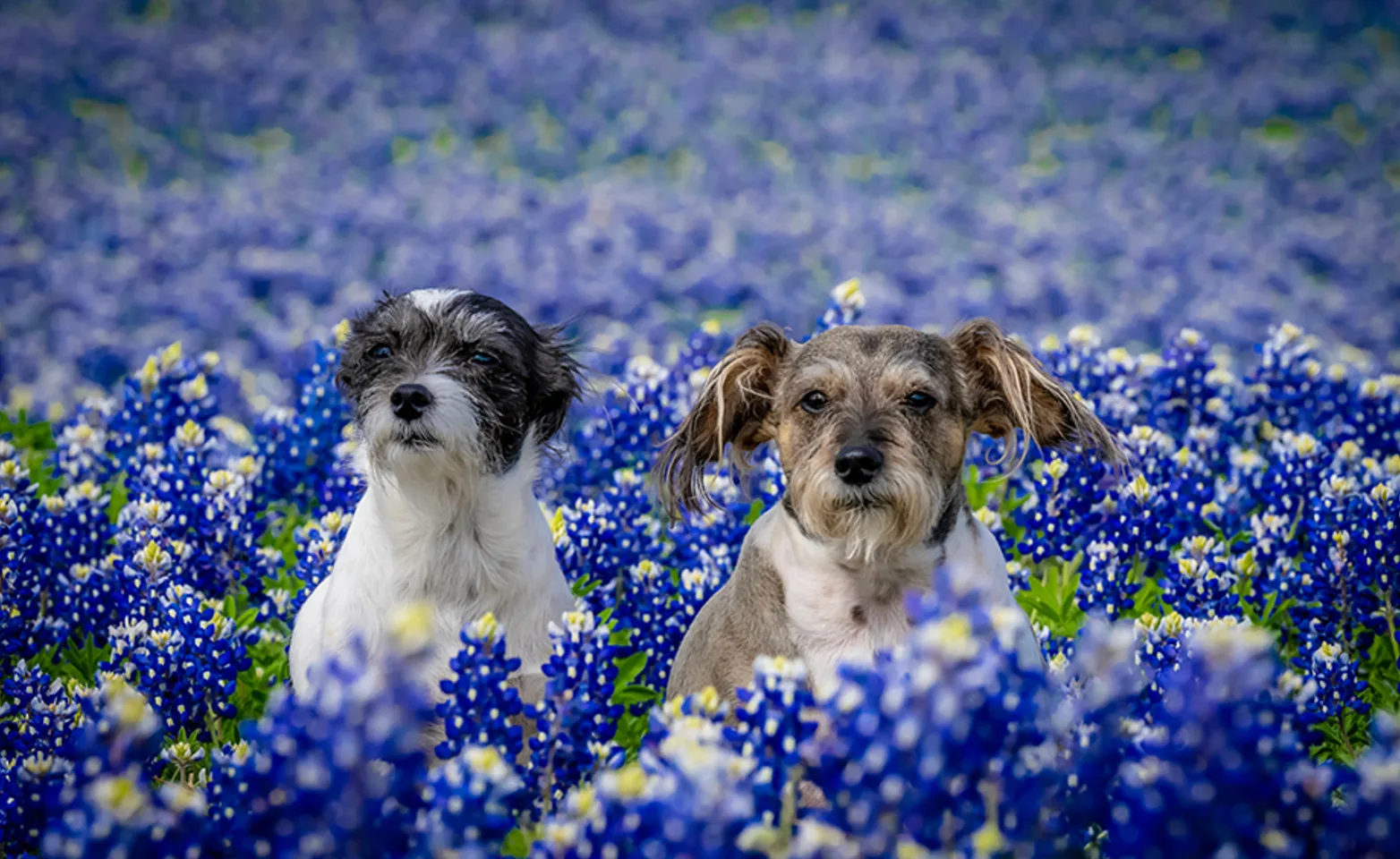 Two dogs sitting in a field of blue flowers