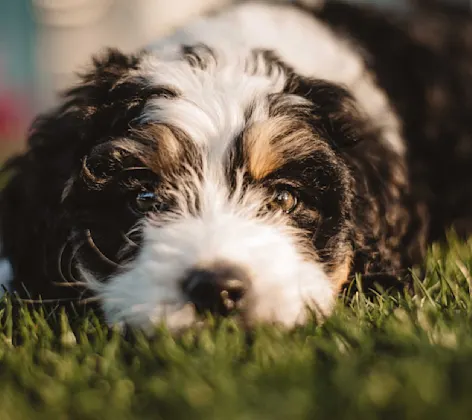 A close up of the face of a black and white dog laying outside in grass A close up of the face of a black and white dog laying outside in grass