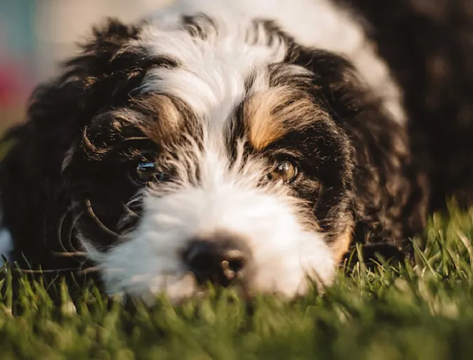 A close up of the face of a black and white dog laying outside in grass