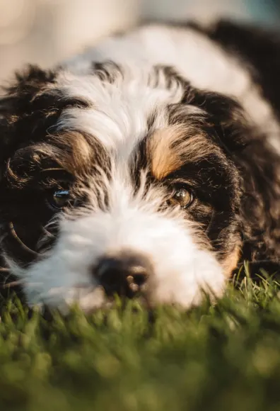 A close up of the face of a black and white dog laying outside in grass