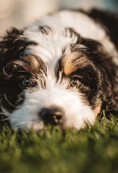 A close up of the face of a black and white dog laying outside in grass