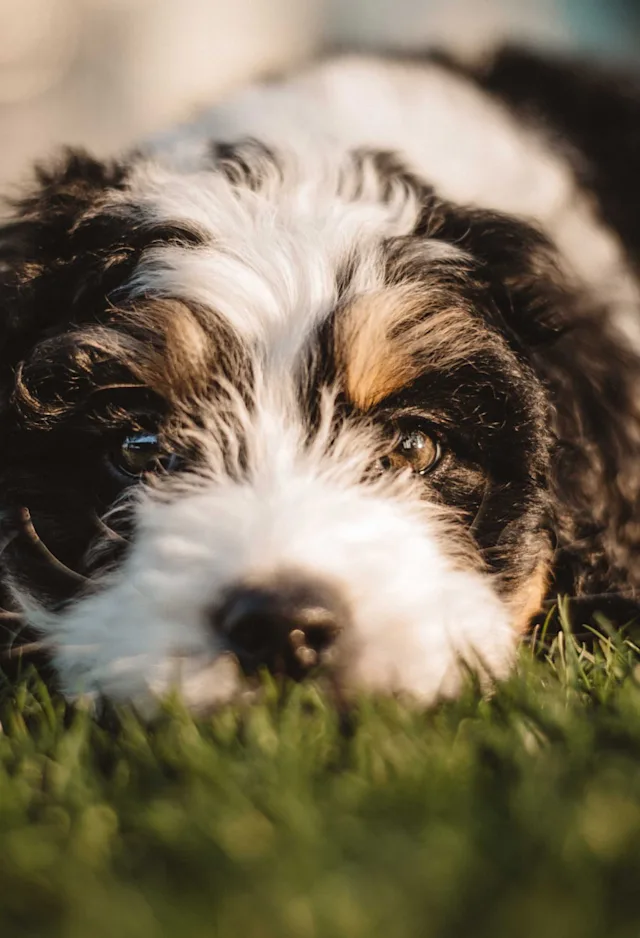 A close up of the face of a black and white dog laying outside in grass A close up of the face of a black and white dog laying outside in grass