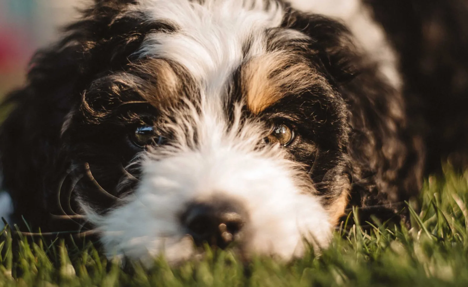 A close up of the face of a black and white dog laying outside in grass