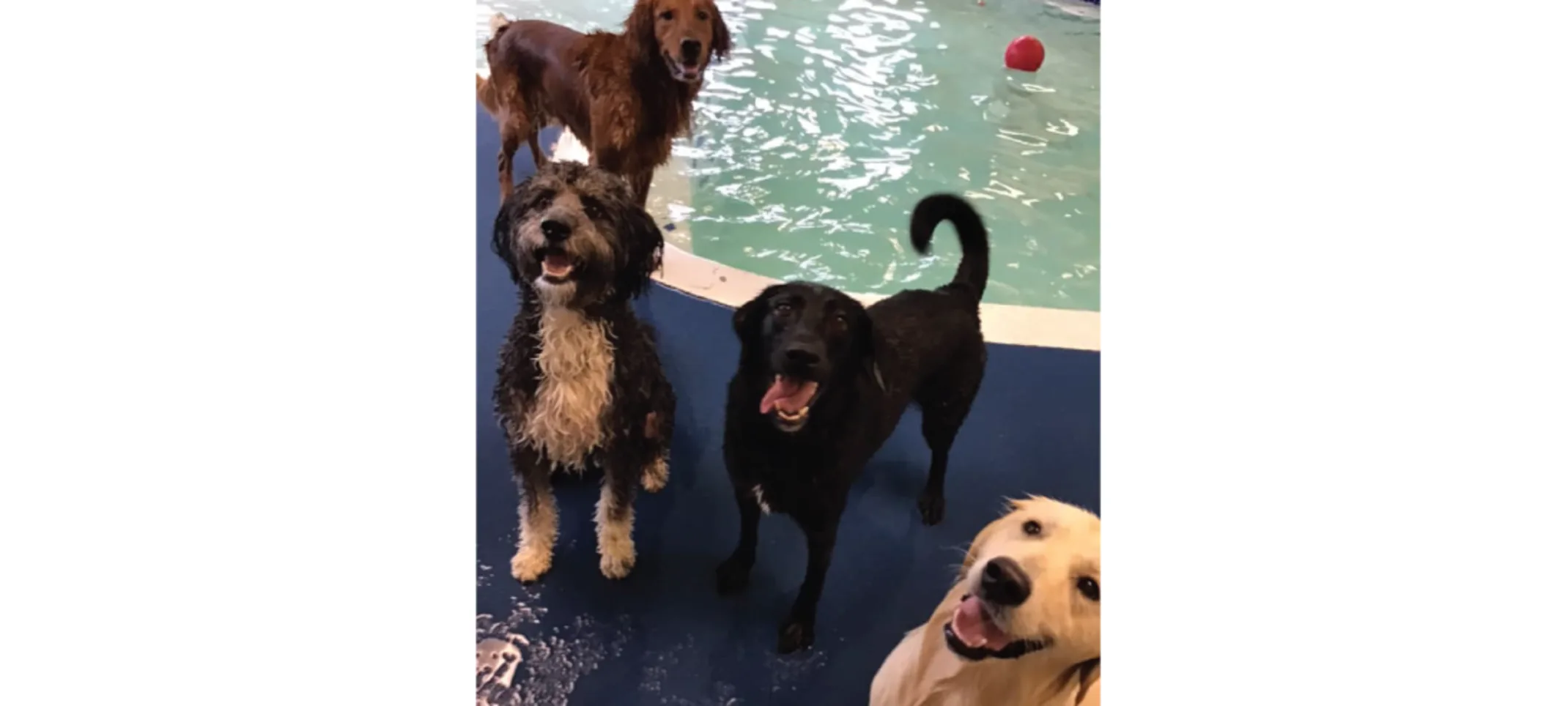 Dogs in the pool area The Barking Dog