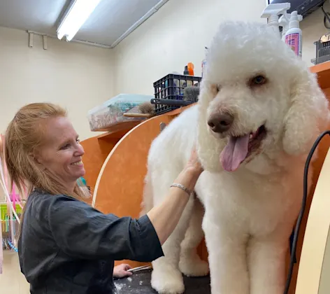 Dog being groomed Dog being groomed
