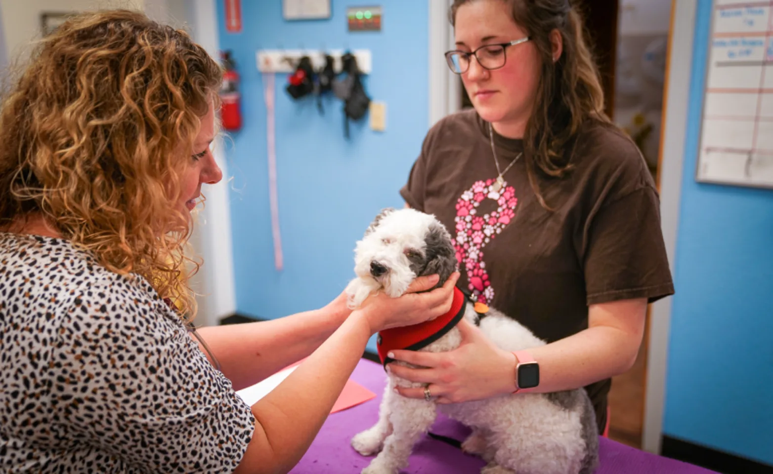 Great Oaks Animal Hospital 0166 - GOAH Treatment 3