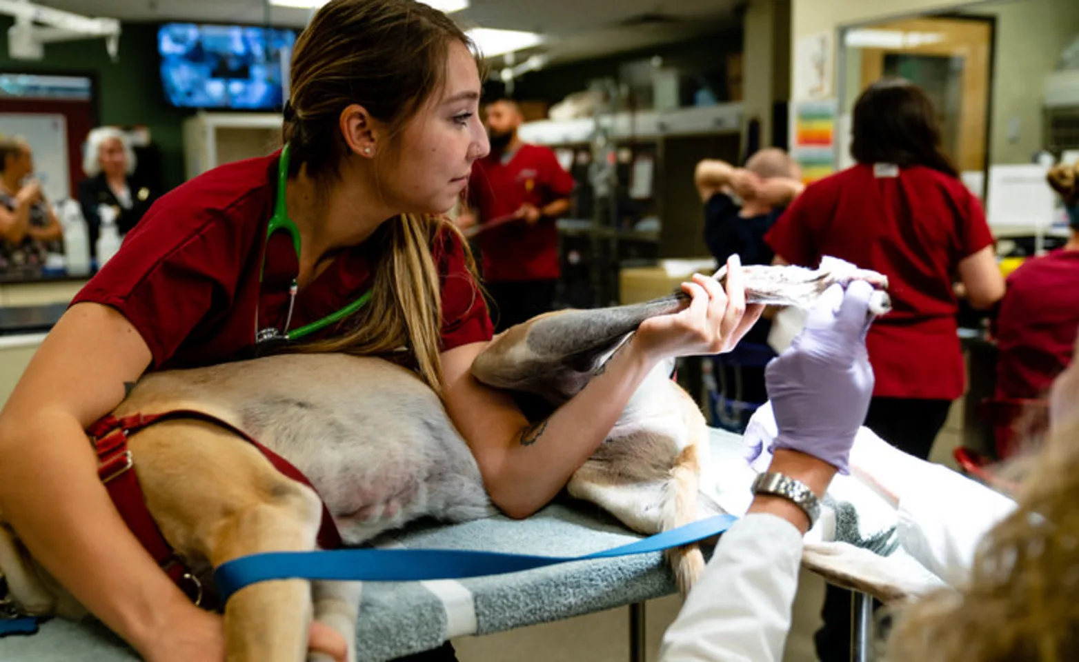 Staff member holding paw of dog in surgery
