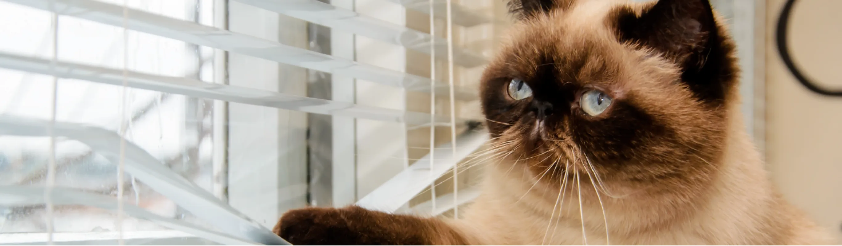 Cat peering out window Cat peering out window