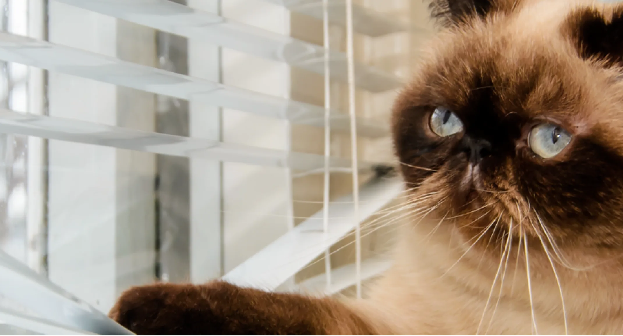 Cat peering out window Cat peering out window
