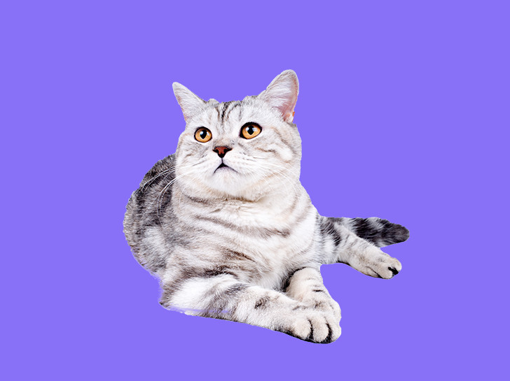 Cat laying down in front of a purple background.