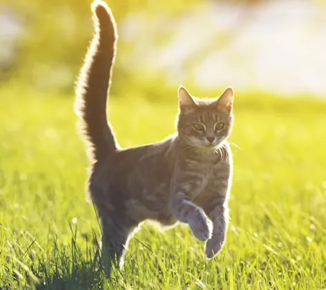 Cat jumping in the grass Cat jumping in the grass