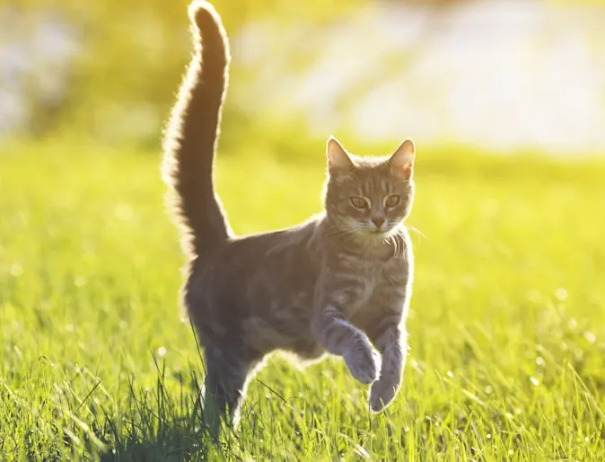 Cat jumping in the grass Cat jumping in the grass