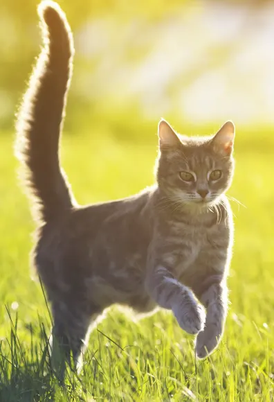 Cat jumping in the grass