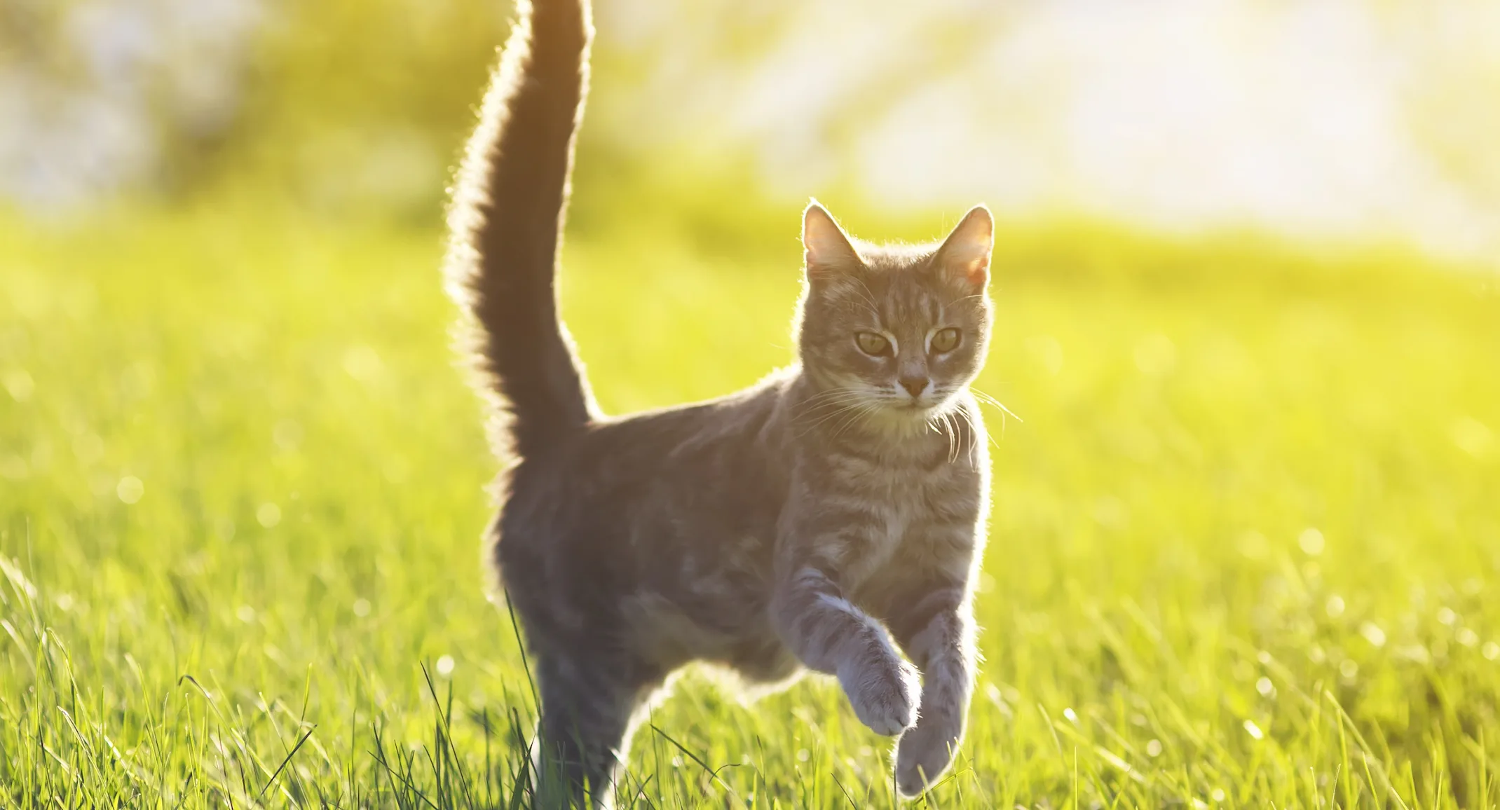 Cat jumping in the grass Cat jumping in the grass