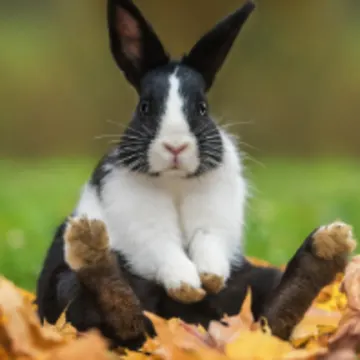 Rabbit Sitting on Fall Leaves