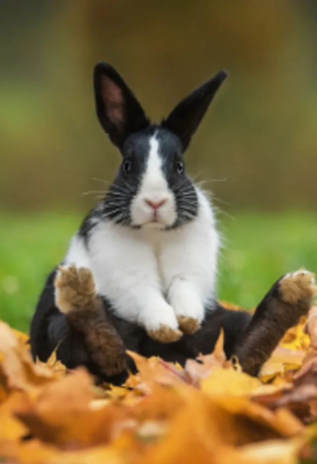 Rabbit Sitting on Fall Leaves