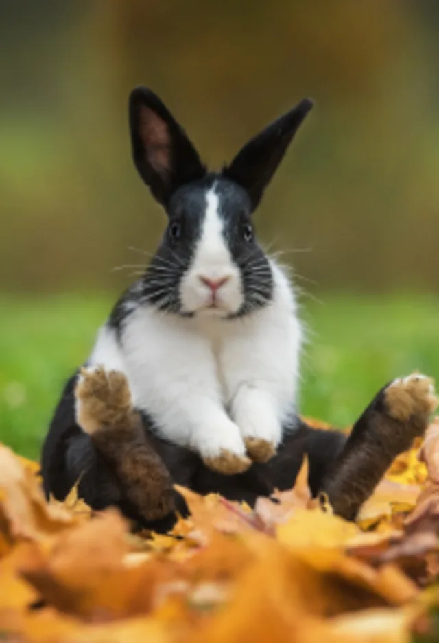 Rabbit Sitting on Fall Leaves