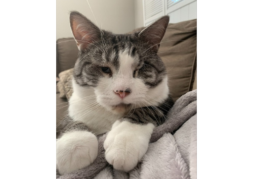 grey and white cat with one eye closed 