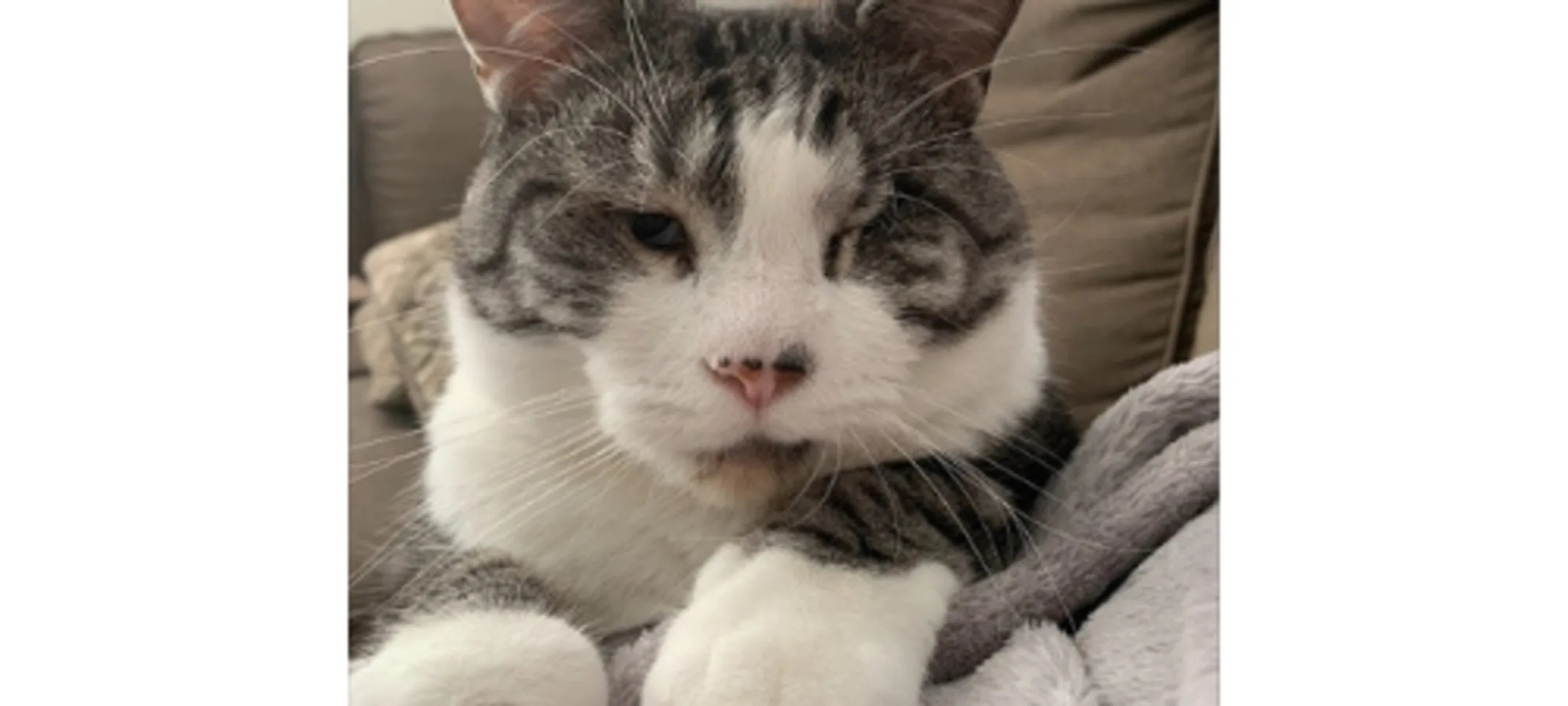 grey and white cat with one eye closed grey and white cat with one eye closed