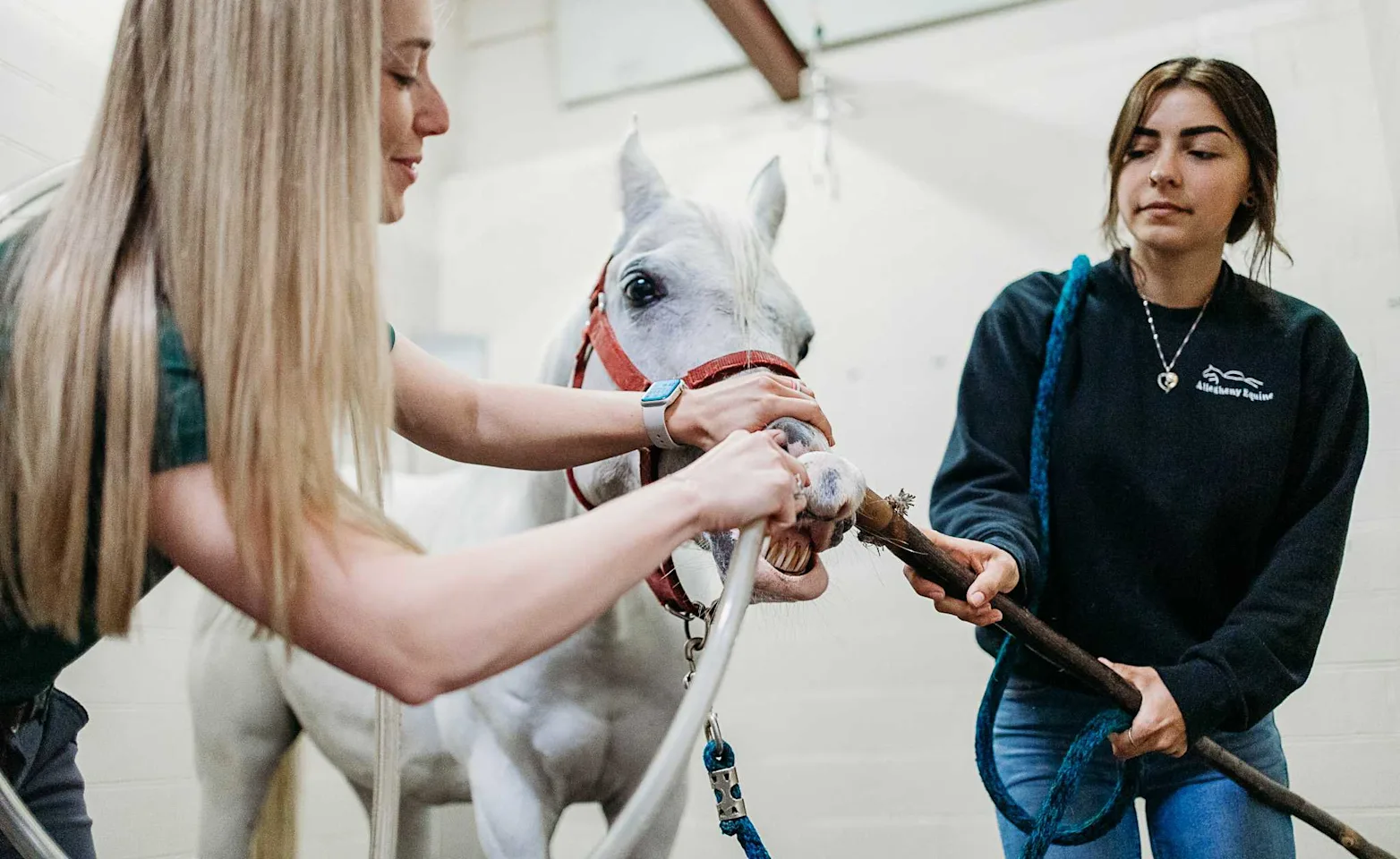 Two Staff Members Working on a Horse's Teeth Two Staff Members Working on a Horse's Teeth