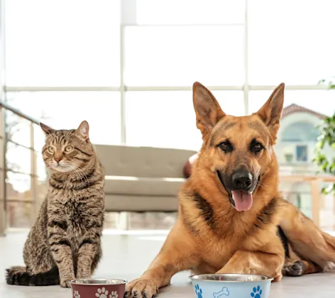 Dog and Cat next to their food bowls