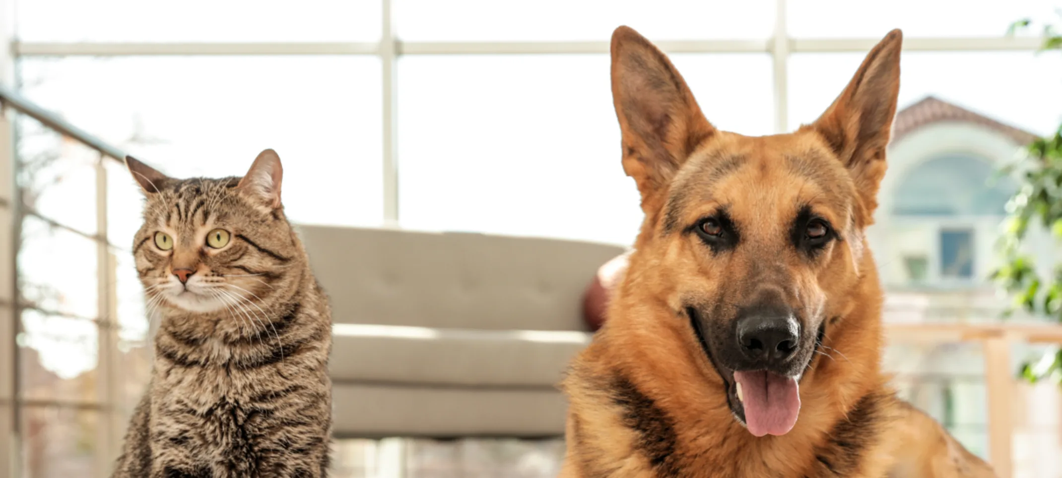 Dog and Cat next to their food bowls Dog and Cat next to their food bowls