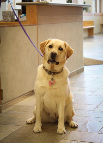 Golden Retriever sitting on floor