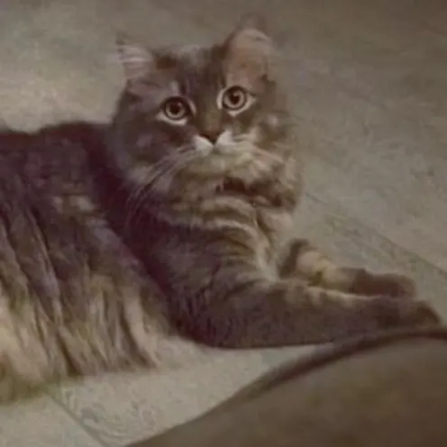 Koston Cook Koston Cook