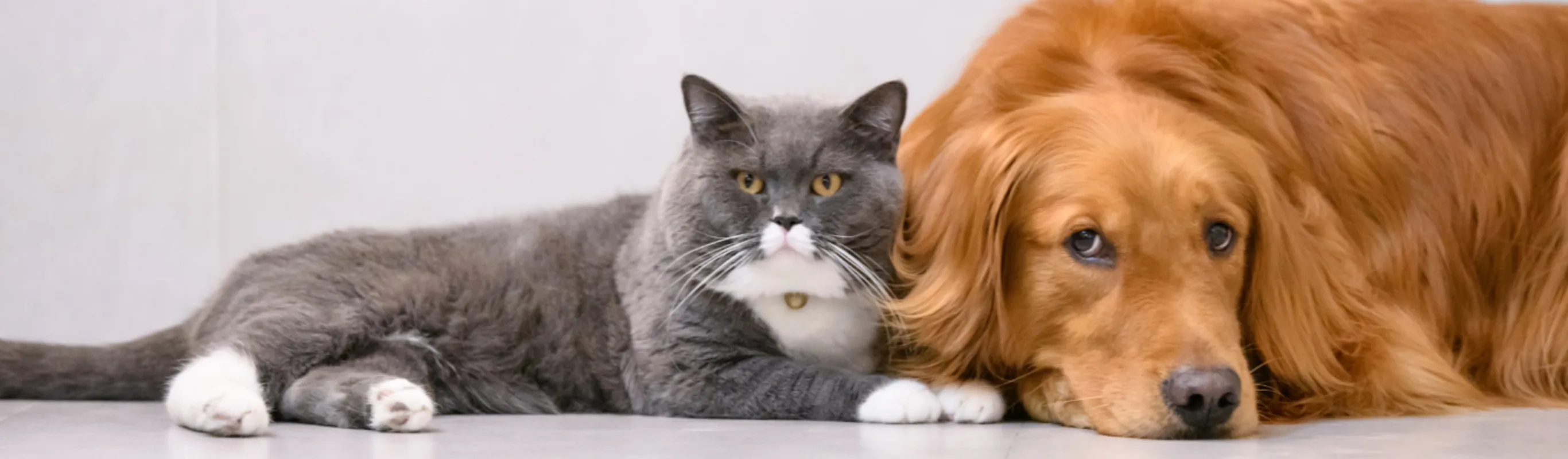 Cat and Dog Lying Down Cat and Dog Lying Down