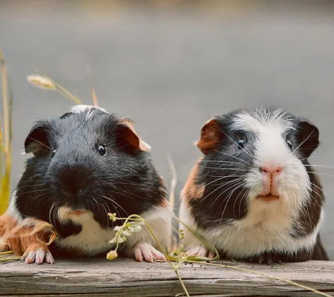 Two B&W guinea pigs on a wood