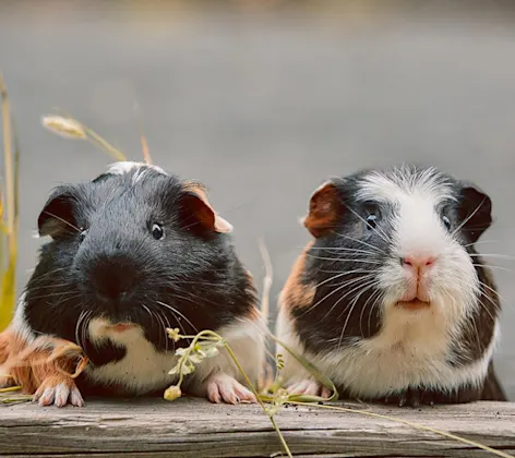 Two B&W guinea pigs on a wood Two B&W guinea pigs on a wood