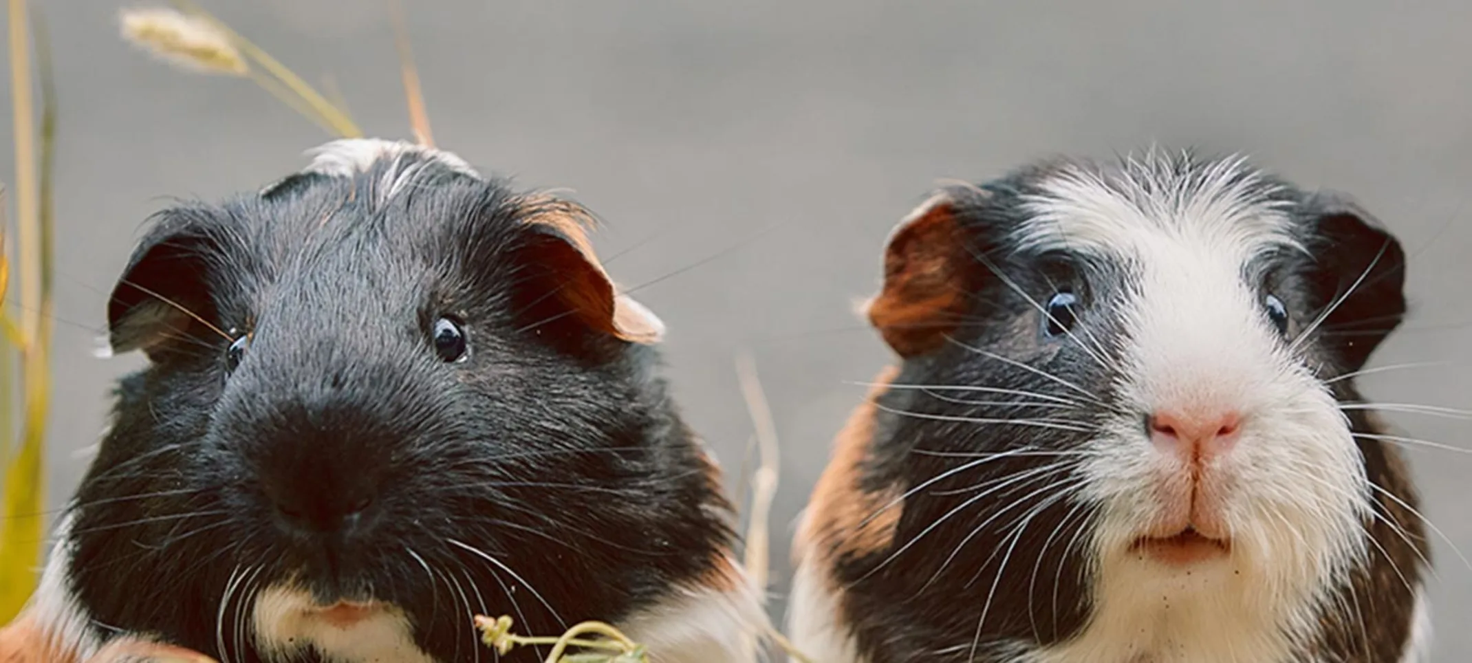 Two B&W guinea pigs on a wood