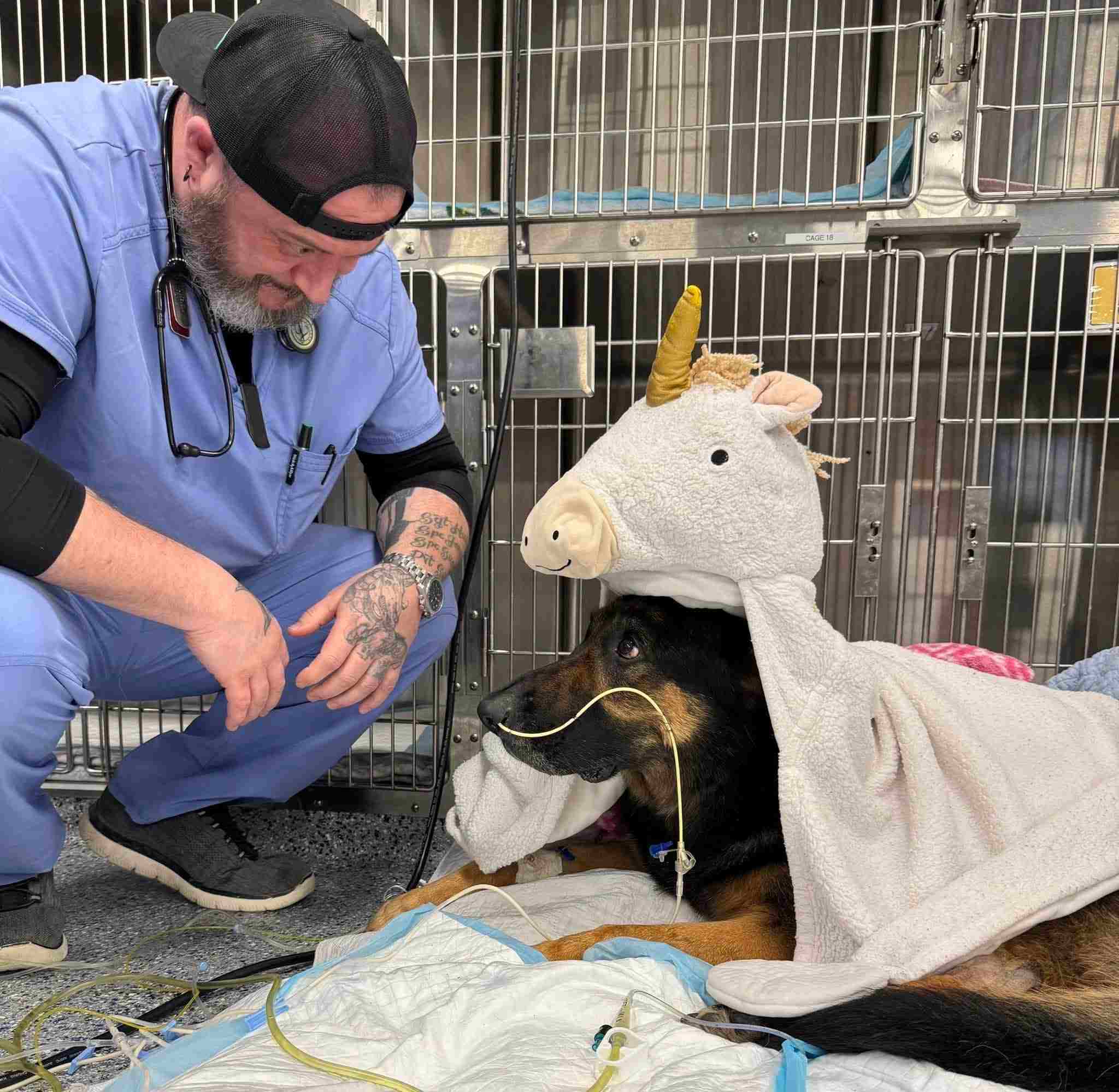 Staff sitting next to a dog that's wearing a unicorn blanket.
