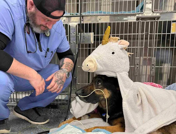 Staff sitting next to a dog that's wearing a unicorn blanket. Staff sitting next to a dog that's wearing a unicorn blanket.