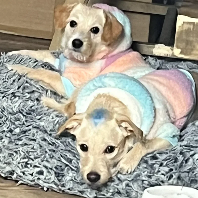 Dr. Wendi Aengus Dr. Wendi Aengus