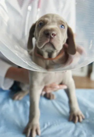 Gray Dog Wearing a Cone