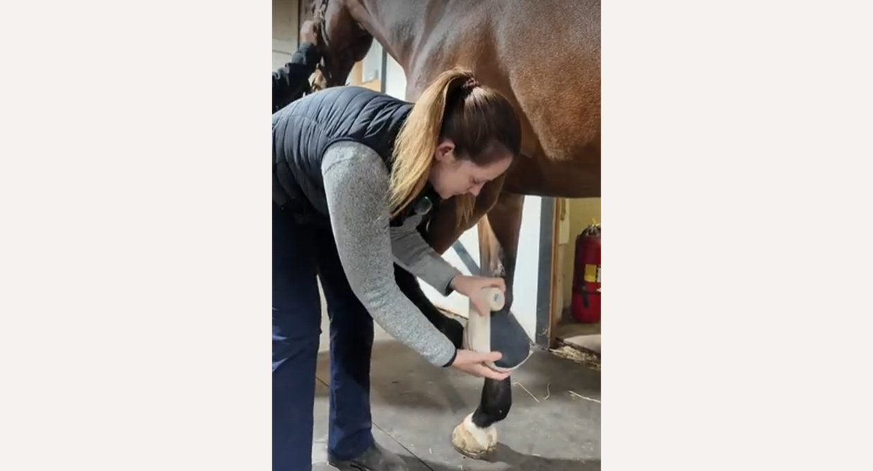 How to Wrap a Hoof Abscess