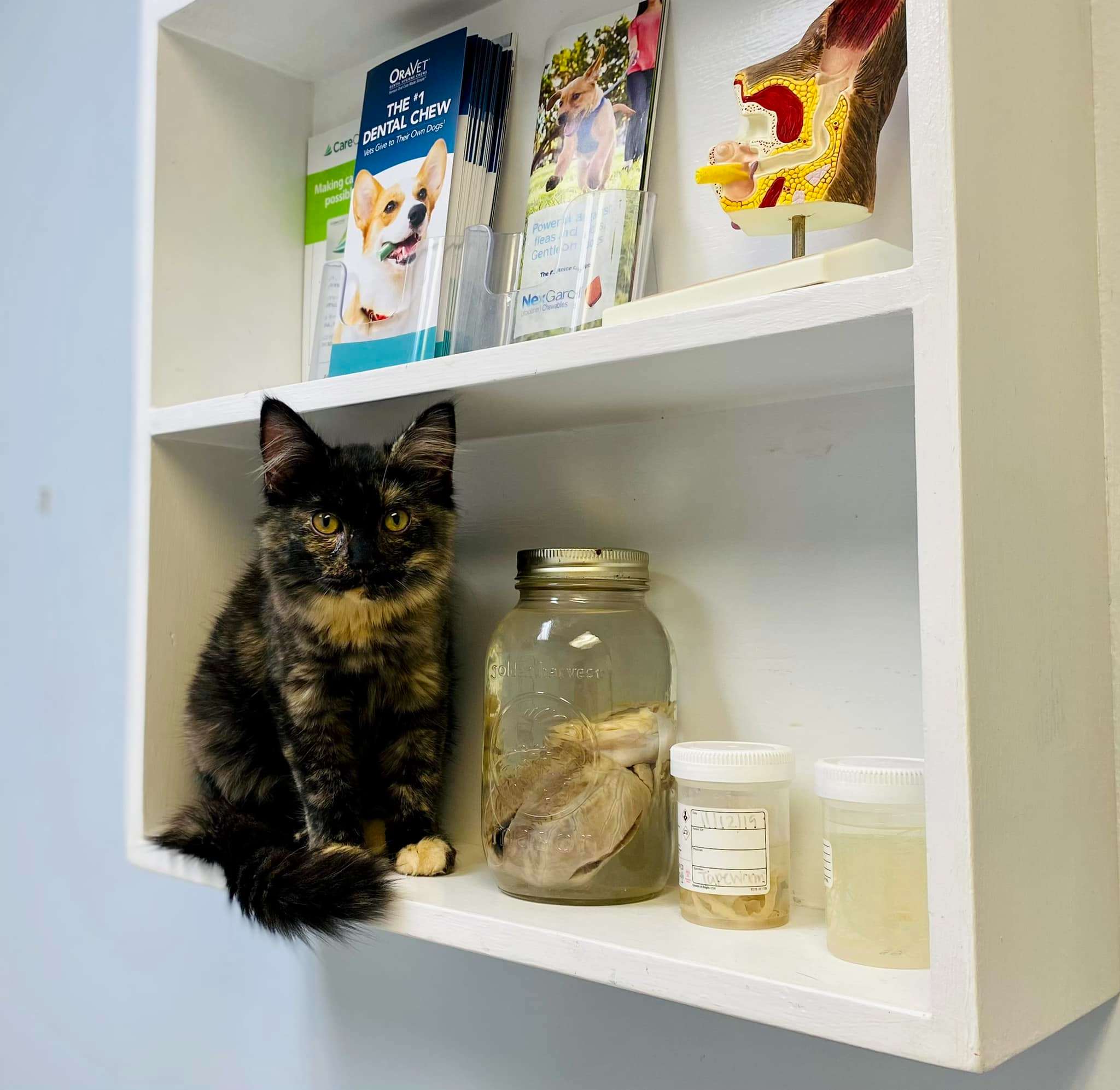 Cat sitting on a shelf 