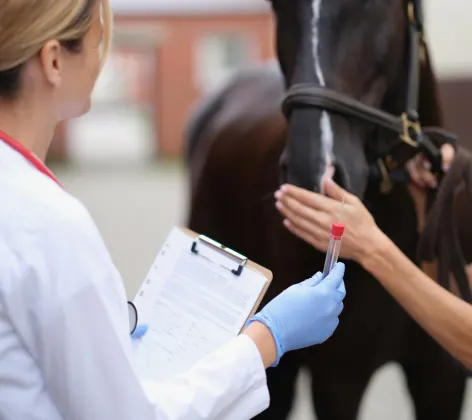 Two veterinarians examine horse and take biological sample