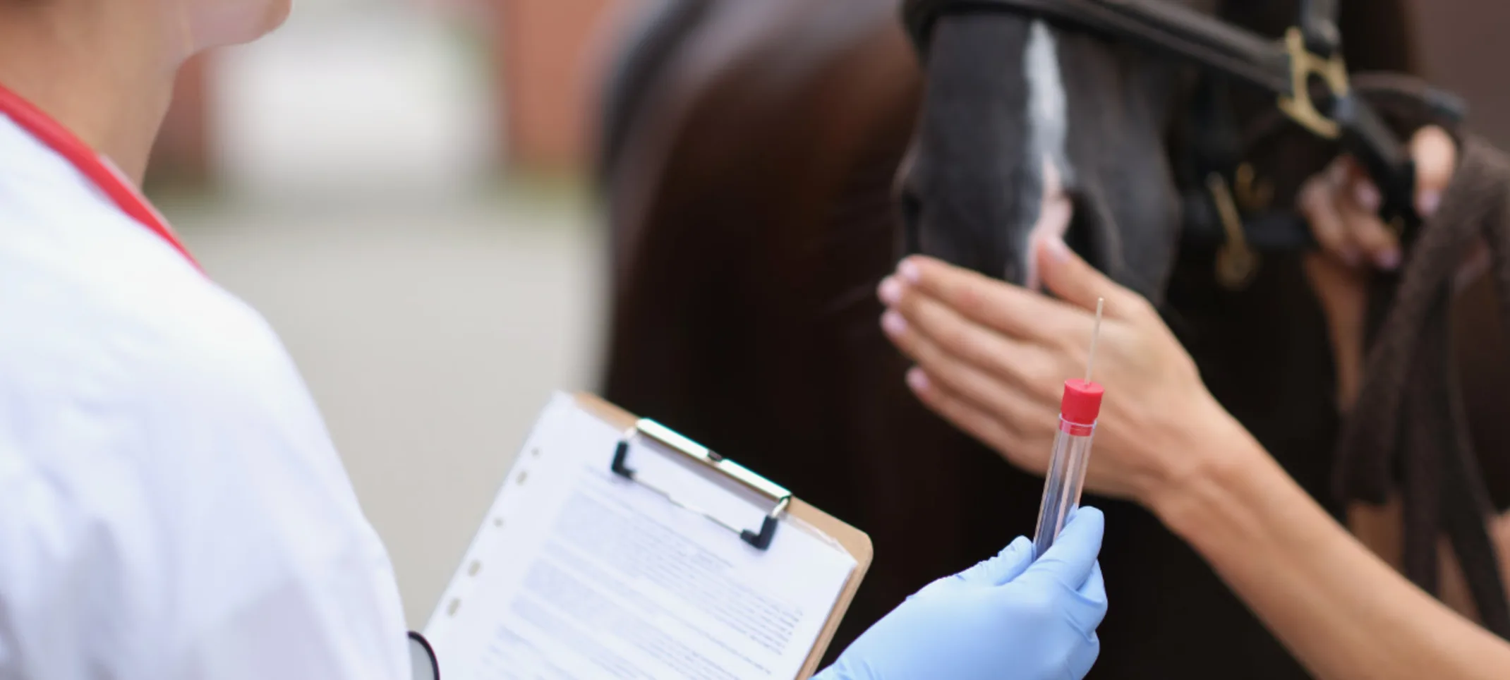 Two veterinarians examine horse and take biological sample