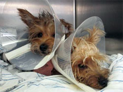 Two Yorkies in Cones